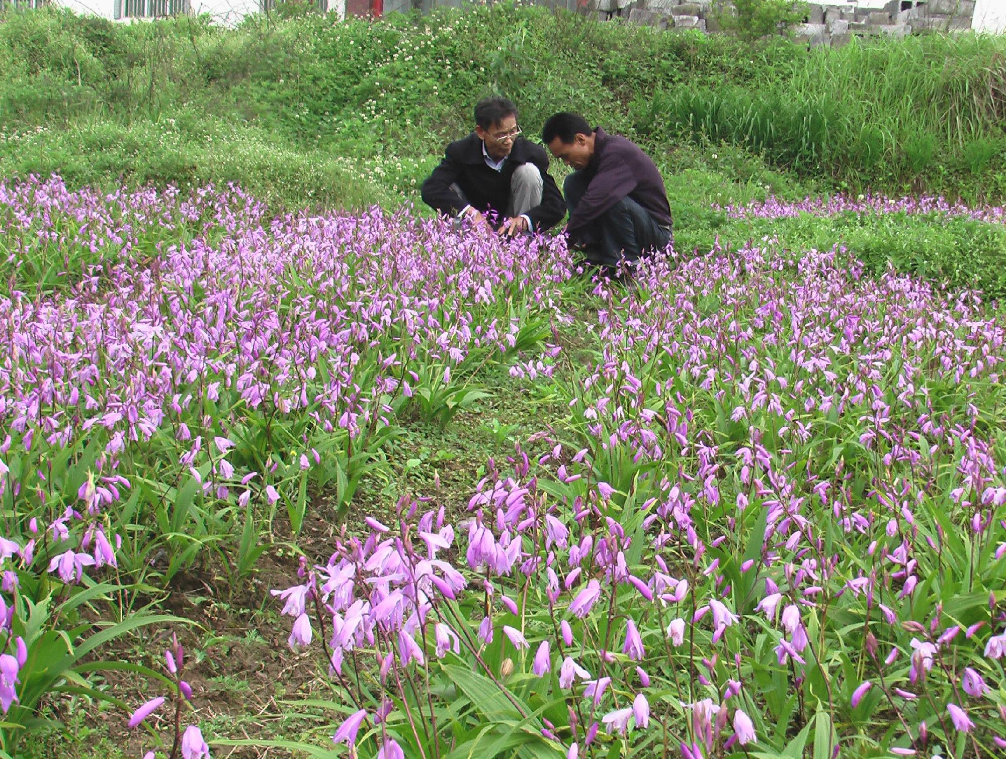 农户风采