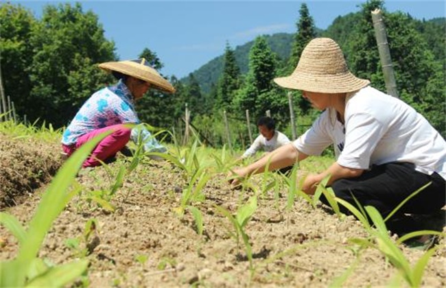 农户风采